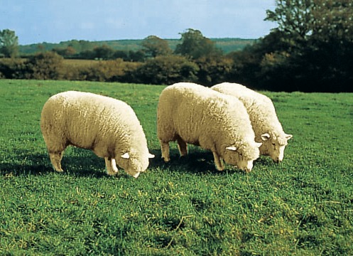 Teppiche - Bettumrandung aus echtem Lammfell in Tierform, in Farbe BRAUN Ansicht 1