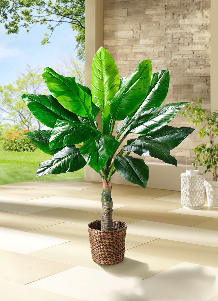 Bananenblatt-Palme 