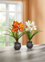 Cymbidium-Orchidee im Zementtopf CREME