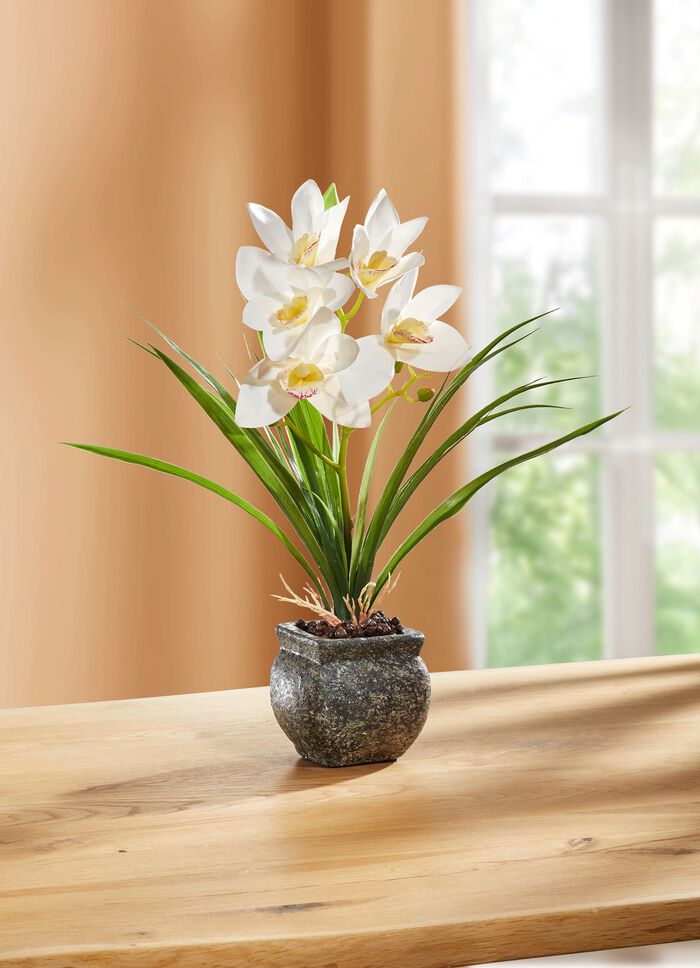 Cymbidium-Orchidee im Zementtopf CREME