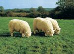 Bettumrandung aus echtem Lammfell in Tierform NATURWEISS