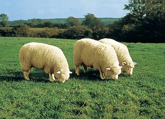 Bettumrandung aus echtem Lammfell in Tierform NATURWEISS