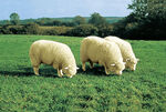 Lammfell aus Australischem Premium-Lammfell 