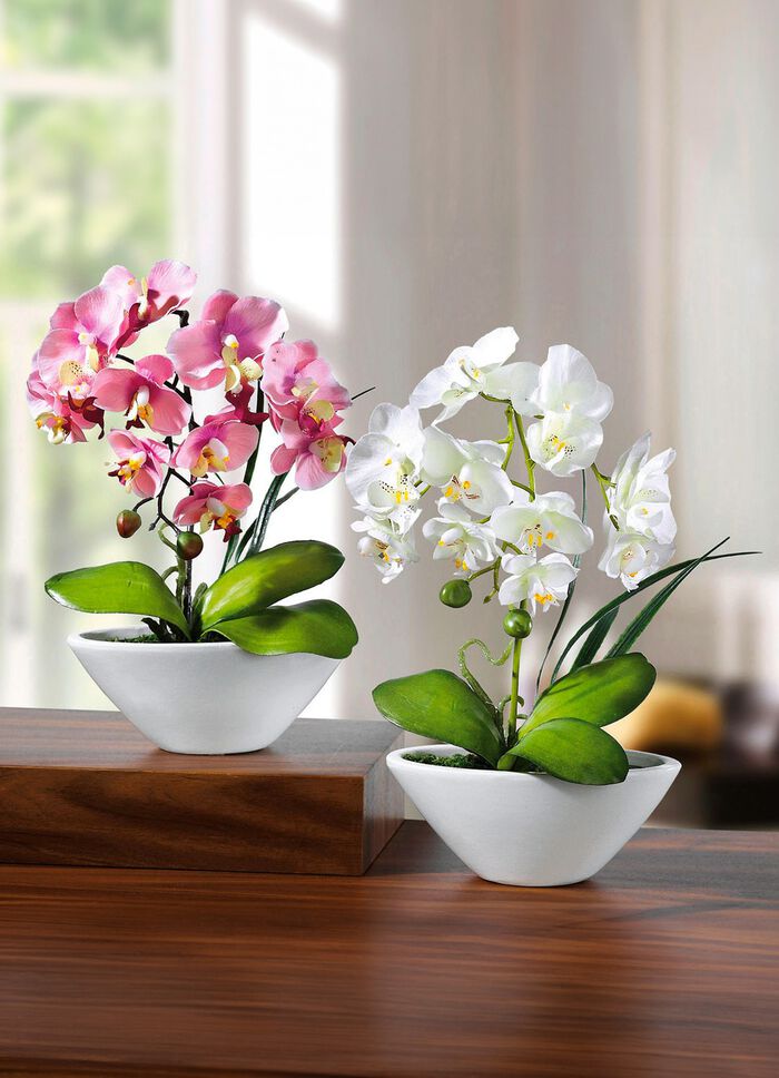 Orchideen in weissen Keramikschalen, 2er-Set 