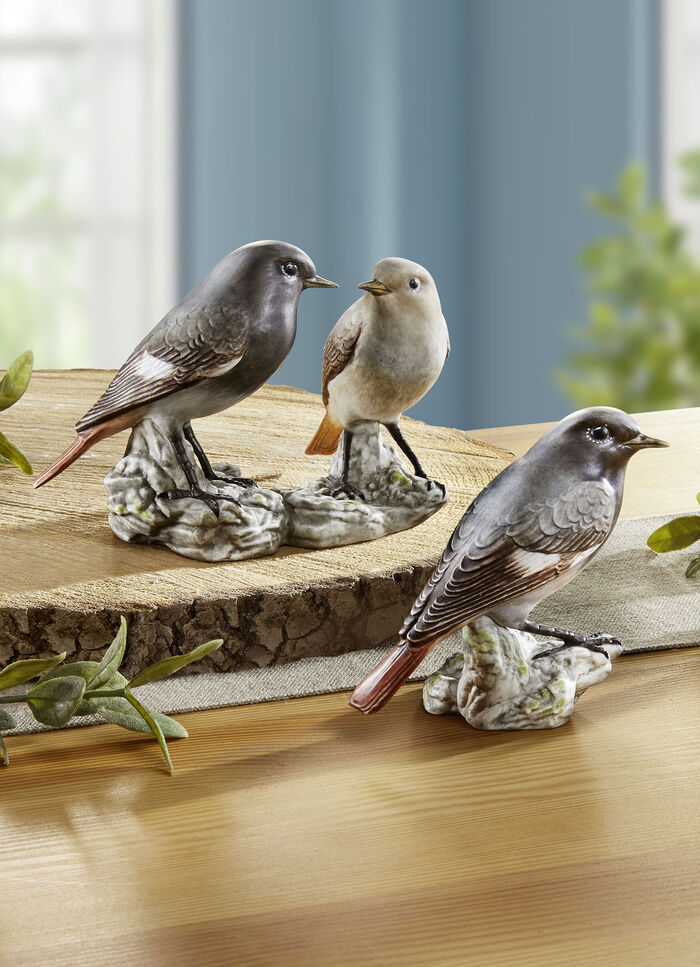 Hausrotschwanz - Vogel des Jahres 2025 