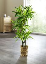 Dracena-Reflexa-Palme 
