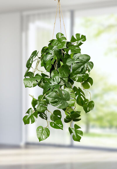 Splitphilohänger im Topf 