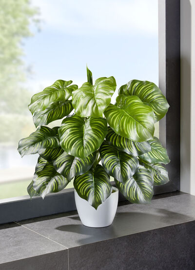 Marantabusch in weissen Keramiktopf 