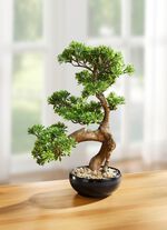 Bonsai im Keramiktopf 