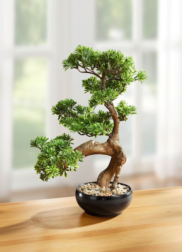 Bonsai im Keramiktopf 