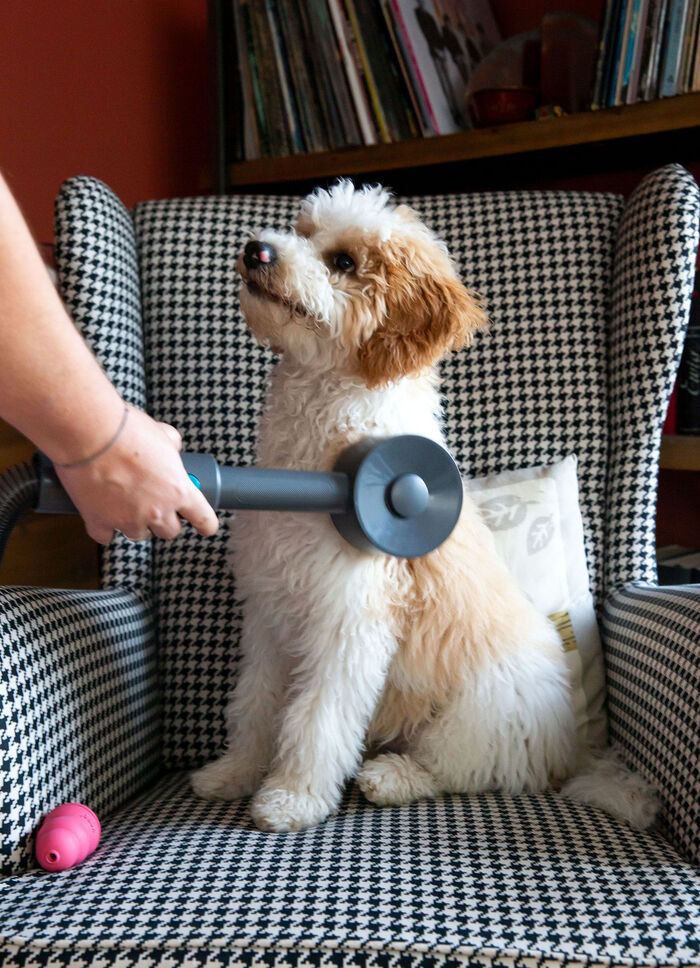 Livington &laquo;Sense IQ&raquo; Tierhaarb&uuml;rsten-Set 